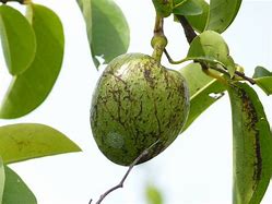Image result for Manchineel Fruit