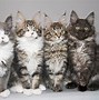Image result for maine coon colors