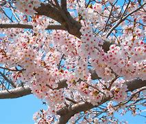 Image result for Sakura Flower