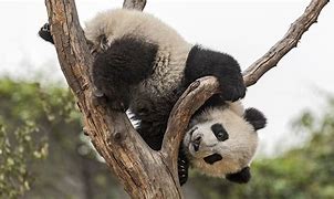 Image result for Baby Panda Eating