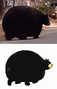 Image result for Black Bear Meme