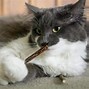 Image result for Cat Chewing Toy