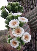 Image result for Sonoran Desert Plants