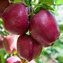 Image result for 5 in 1 Dwarf Fruit Trees for Sale