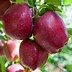 Image result for Dwarf Fruit Tree Orchard