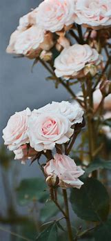 Image result for iPhone 11 Roses Background