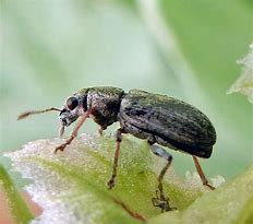 Image result for "bean-weevil"