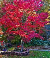 Image result for Upright Japanese Maple