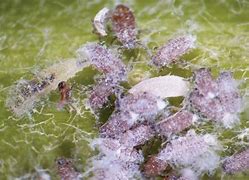 Image result for "woolly-apple-aphid"