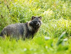 Image result for Raccoon Dog Summer