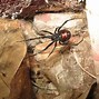 Image result for Largest Black Widow Spider