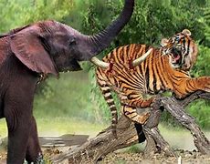 Image result for Tiger Attacking Elephant
