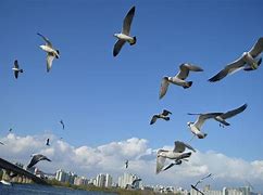 Image result for Flying Flock