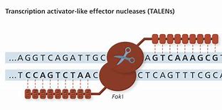Image result for Activator Genetics