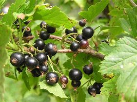 Image result for Ribes nigrum Andega