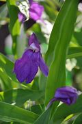 Image result for Roscoea humeana