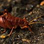 Image result for "northern-mole-cricket"