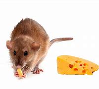Image result for Rat Eating Cheese Halloween Prop