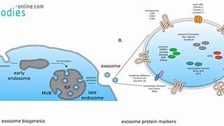 Image result for Exosome Marker