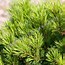 Image result for Pinus strobus Bergmans Mini