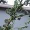 Image result for Curly Leaf Tree