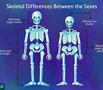 Image result for Physical Differences Between Boys and Girls
