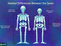 Image result for Physical Gender Differences