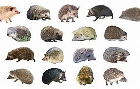 Image result for Ugly Hedgehog All Sections