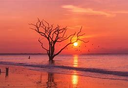 Image result for Ocean Background with Tree
