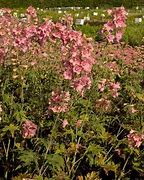 Image result for Delphinium ruysii Pink Sensation