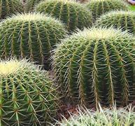 Image result for Types of Desert Cactus