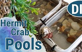 Image result for Hermit Crab DIY