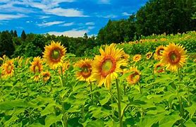 Image result for Sunflower Background for Mac