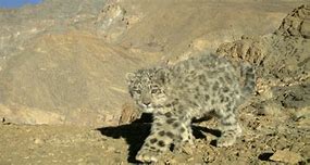 Image result for Snow Leopard Life Cycle