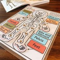 Image result for Human Skeleton Anatomy Activity
