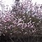 Image result for Magnolia x soulangeana