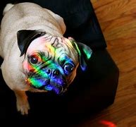 Image result for Rainbow Pug