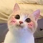 Image result for Cat with Phone Meme Photo for Profile