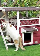 Image result for Cat Home