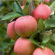 Image result for Fruit Cocktail Apple Tree