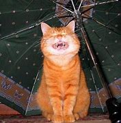 Image result for Smiling Cat Meme
