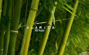 Image result for alarica