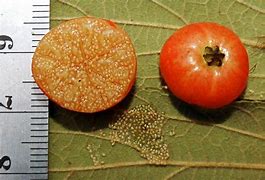 Image result for Muntingia Calabura Seeds