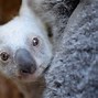 Image result for Chester Zoo Koala