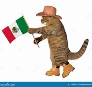 Image result for Mexican Cat Wallpaper