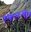 Image result for Iris reticulata Blue Planet