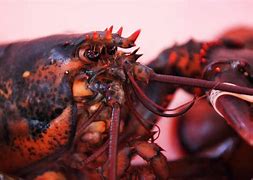 Image result for Heavy Duty Lobster Clasp