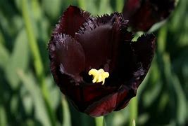 Image result for Tulipa Vincent van Gogh