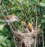Image result for Identifying Bird Nests