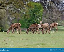 Image result for Woburn Abbey Hunting